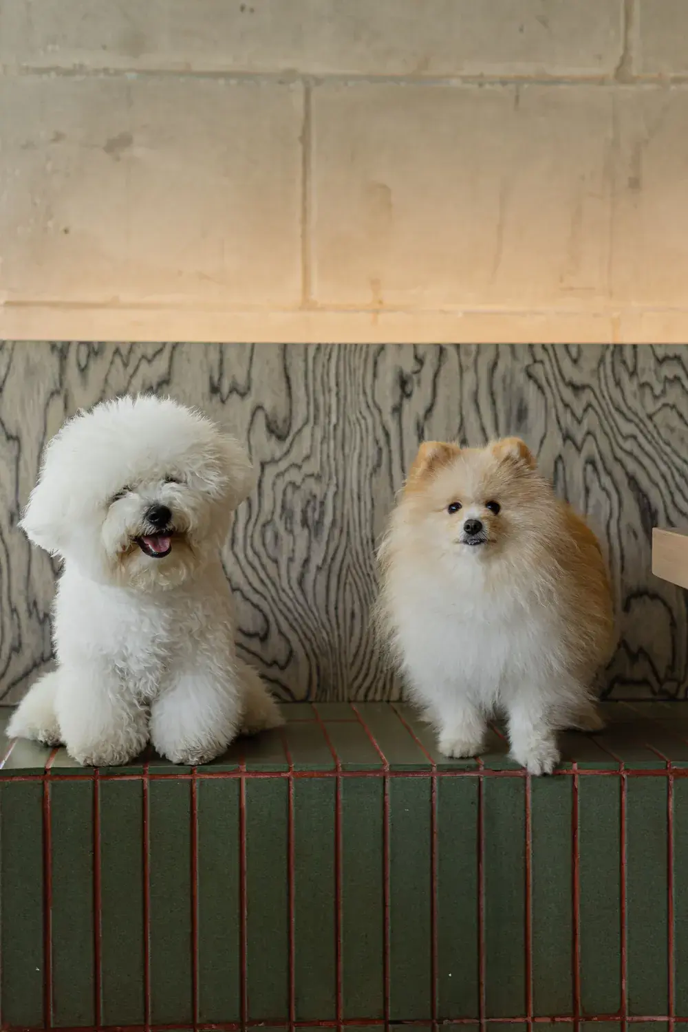 Two fluffy dogs perched on the café banquette